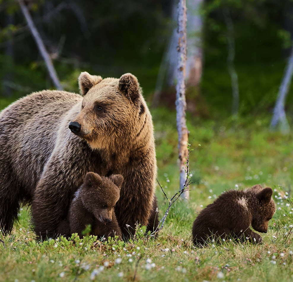 Bears