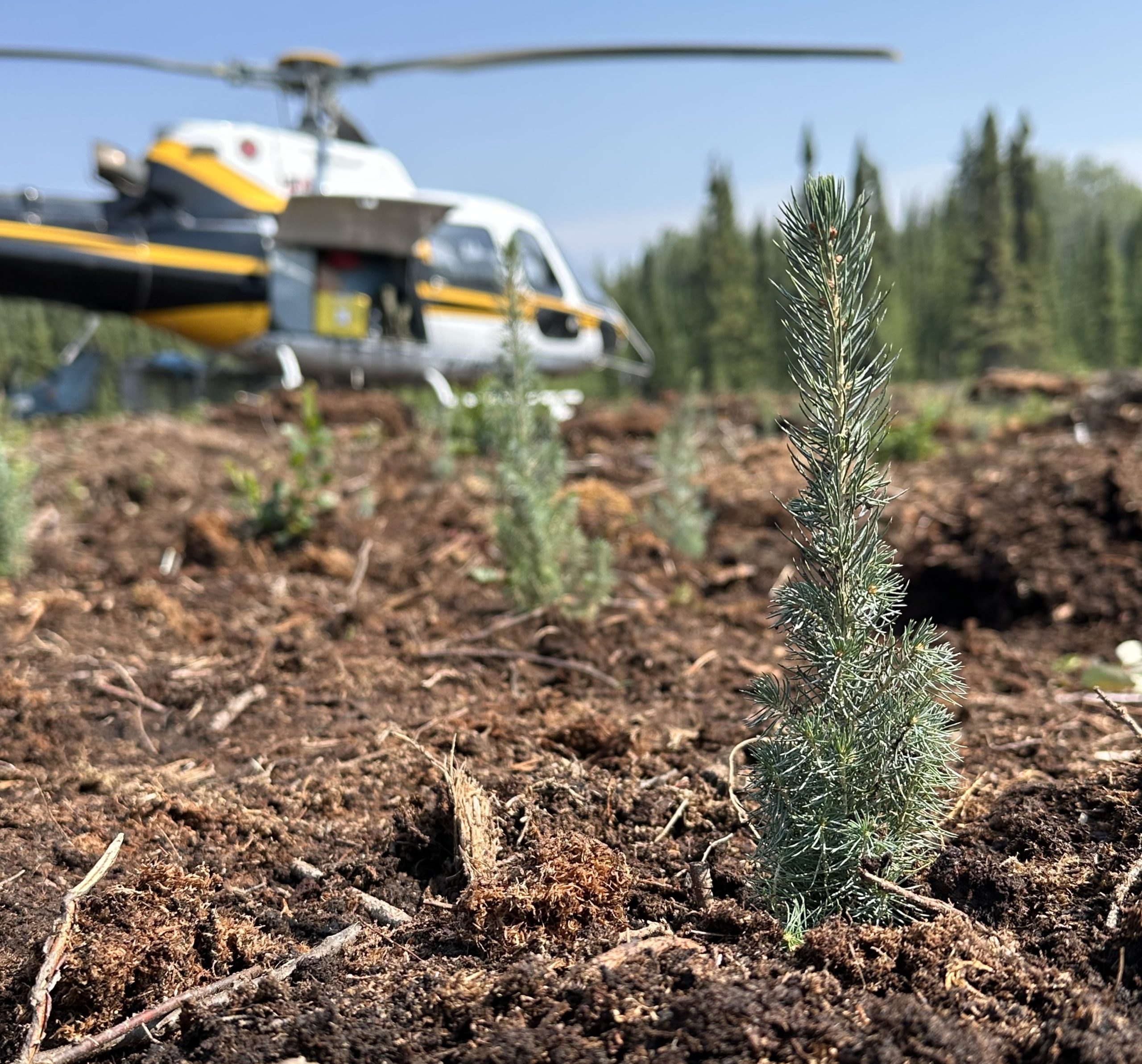 Tree Planting